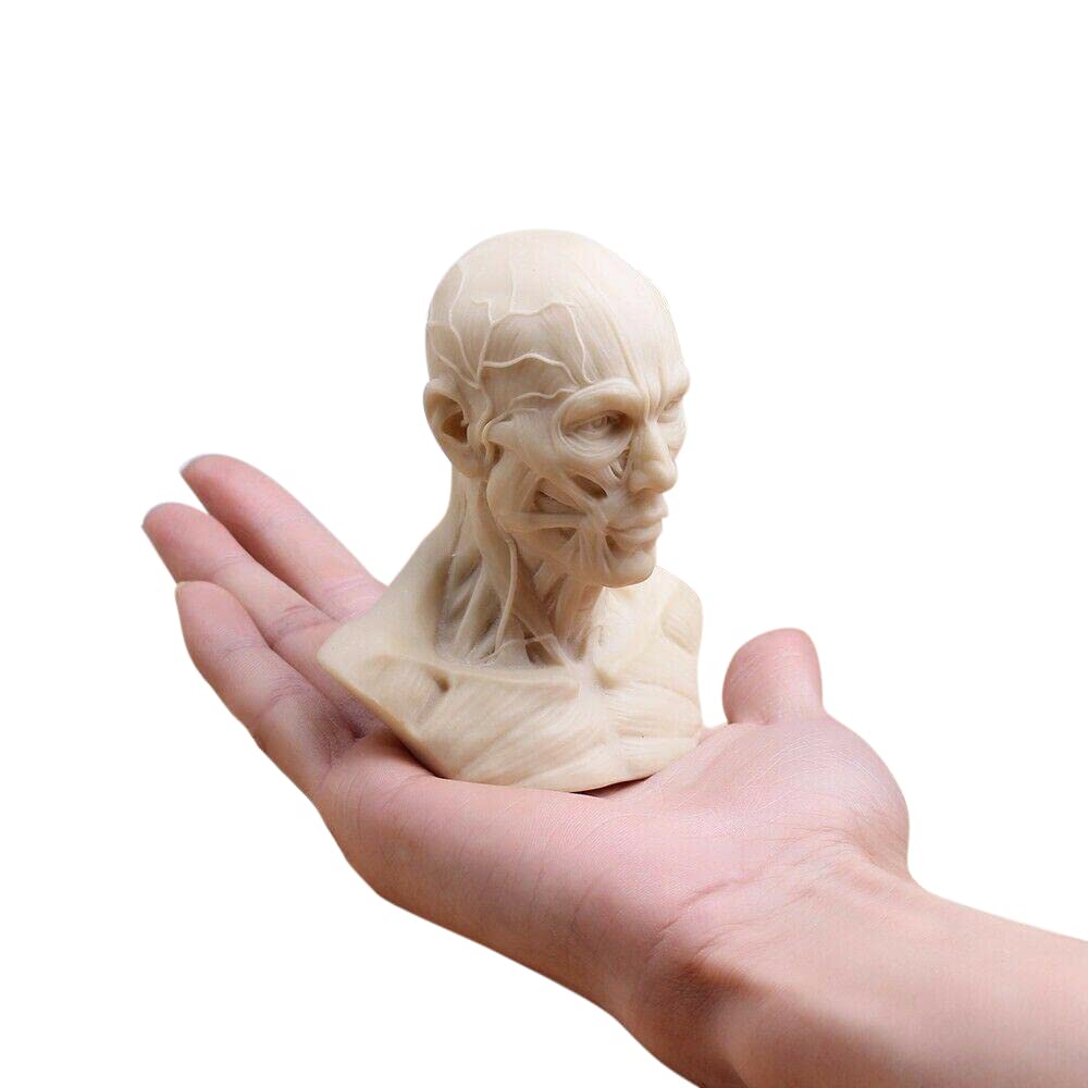 Mini Human Muscle Skeleton Head Model Muscle Head Skull Anatomy Sculpture Art Sketch