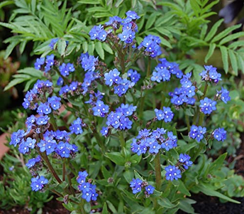 Blue Angel Forget Me Not Perennial Plant