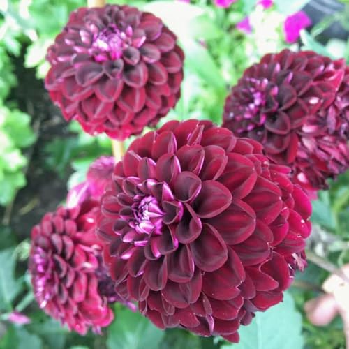 4 piezas bulbos de dalia - bulbos primavera resistentes de balcon jardín rocas resistentes, decoración