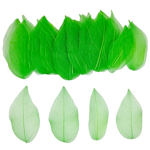 HAOBIN 50 Pieces Natural Skeleton Leaves Dry Skeletal Leaves Natural Dried Leaves Mixed Dried Leaves Used for DIY Scrapbook Craft Card Making (Green)