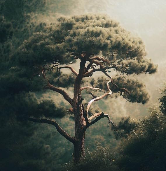 Pinus Ponderosa (Ponderosa Pine) Tree Seeds, Resilience and fire Adaptation, Seeds by MySeeds.Co, You Choose The Amount (1 oz)