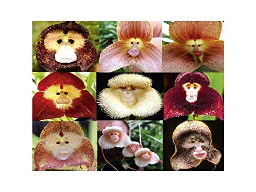 100 PCS Monkey Face Orchid Seeds Mix Rare BonsaïPianta Fiore esotico tropicale