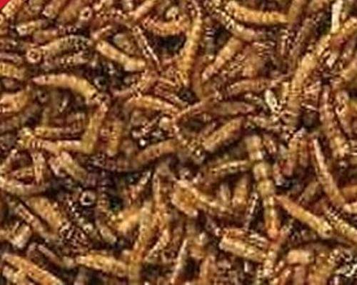 SB 1kg WILD BIRD DRIED MEALWORMS