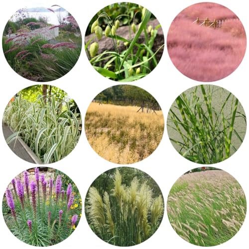 semillas de ornamental resistentes al invierno ornamentales resistentes sombra para jardín arbustos para el jardín macetas arbustos hoja 130pcs