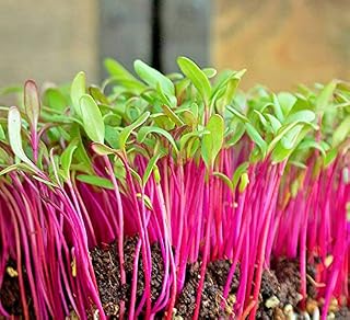 100 Seeds Bulls Blood Beet Sprouting Organic Microgreens Garden Containers Seeds Easy to Seasons, Meaningful Gift.