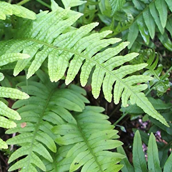 6x Tüpfelfarn - Polypodium vulgare - Topf 9x9cm - Wintergrüner Farn für Garten