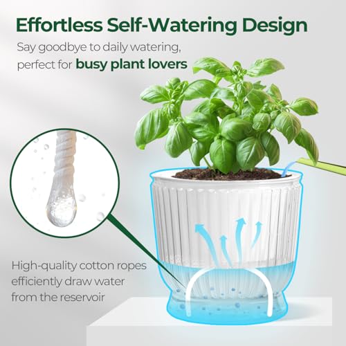 T4U 6 Inch Self Watering Pots for Indoor Plants, 4 Pack Self Watering Planter, Self Watering Pot with Reservoir, Clear Self Watering Pots for Indoor Plants, African Violets (4 Pack, 6", Clear) by T4U - Image 4