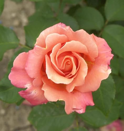 Image of Climbing Rose Peach Melba 30-60 cm Garden Plant