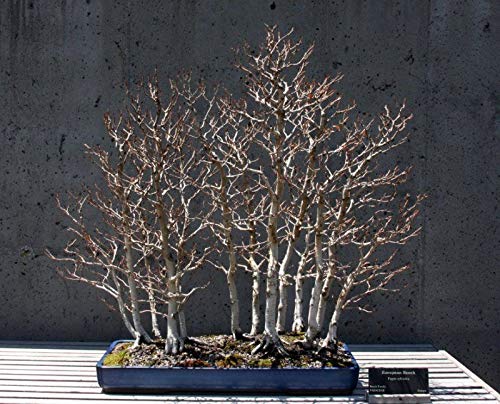 how much does a bonsai tree cost 25 Year Old Classic Juniper Specimen Bonsai Tree main image 0
