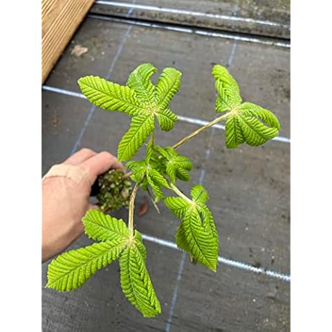 Horse Chestnut Tree Sapling | UK Grown Cover