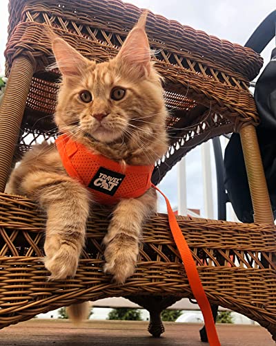Travel Cat Harness And Leash Set - Adjustable Soft Mesh Vest Harnesses With Reflective Strap - Snug Fit Harness For Cats, Kitten For Outdoor Walking, Orange, Extra Small (Chest 9.5-11.8 Inch) #TOP6