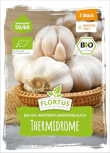 FLORTUS BIO XXL Winterpflanzknoblauch Thermidrome 3 Knollen zertifiziertes Pflanzgut keine Samen Knollengröße 50-60 mm winterhart ausgewogen mild bis würziger Knoblauch aus Frankreich