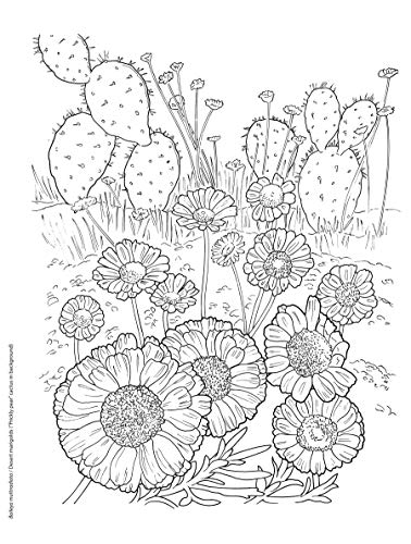 Creative Haven Desert Blooms Coloring Book