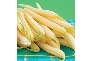 Kentucky Wonder Wax Bean Seeds: Plant a Row, Feed the World