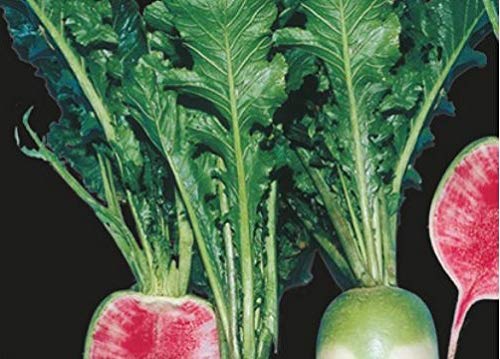 Pezzi - 30x Cinese Radicchio Red Carne - Seme Verdure Giardino Erbe KS412 - Seeds & Plants Shop by Ipsa