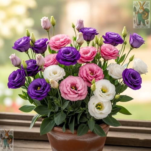 Image of 50+ SEEDS Lisianthus Flower Mix Colors Seed Pack, Easy Care & Fragrant & Air Purifying for Indoor & Outdoor Gardening.