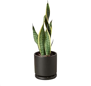 Snake Plant (Live & Rooted) 3