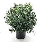 Premier Plant Solutions 03423 Glabra Inkberry Holly/Ilex, 3 Gallon, Densa