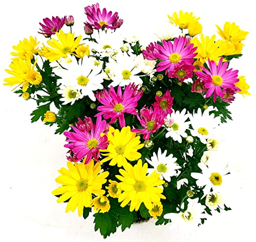 POWERS TO FLOWERS - CRISANTEMO CARNAVAL MULTICOLORE, 3 PIANTE vaso 12cm, Piante Vere