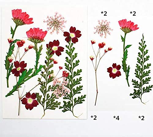 Flores secas prensadas para manualidades 13 piezas miniatura 3