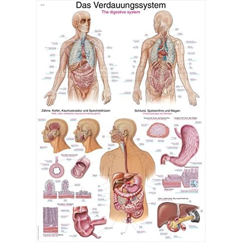 Lehrtafel"Das Verdauungssystem", 50x70cm