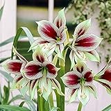 cuando plantar bulbo amarilis Le proporcionaremos semillas frescas naturales y bellamente empaquetadas que han sido probadas y seleccionadas para su germinación, para que pueda plantarlas con confianza.
