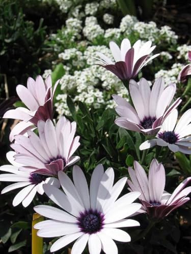 Image of Dimorphotheca Flower Seeds Pack of 50 Plus Seeds White Daisy African Daisy Seasonal Flower Seeds for Home Garden Balcony Pots Outdoor Gardening (Dimorphotheca white)