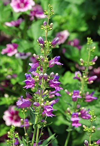 Amazon プレミアムシリーズ 耐寒性宿根草 ペンステモン エレクトリックブルー 10 5cmサイズポット苗 花 Amazon プレミアムシリーズ 耐寒性宿根草 ペンステモン エレクトリックブルー 10 5cmサイズポット苗 花