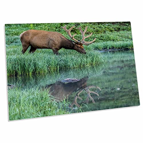 3dRose Colorado, Rocky Mountain NP. Bull elk Reflects in…