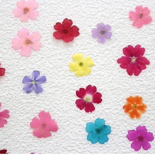 48 flores secas prensadas para manualidades miniatura 2