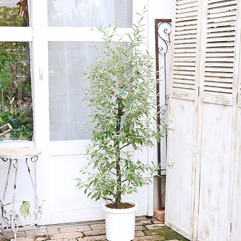 ロシアンオリーブ 8号寸 スタンド仕立て 高さ約120cm ロシアンオリーブ