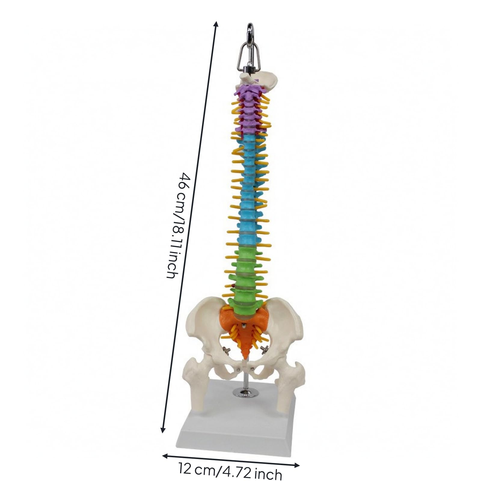 Modello Colonna Vertebrale Spina Dorsale con Pelvi Scheletro Gamba in PVC Colorato per Studio Vertebre con Base Stabile E Gancio Adatto per Aule Studio Chiropratica Formazione Medica