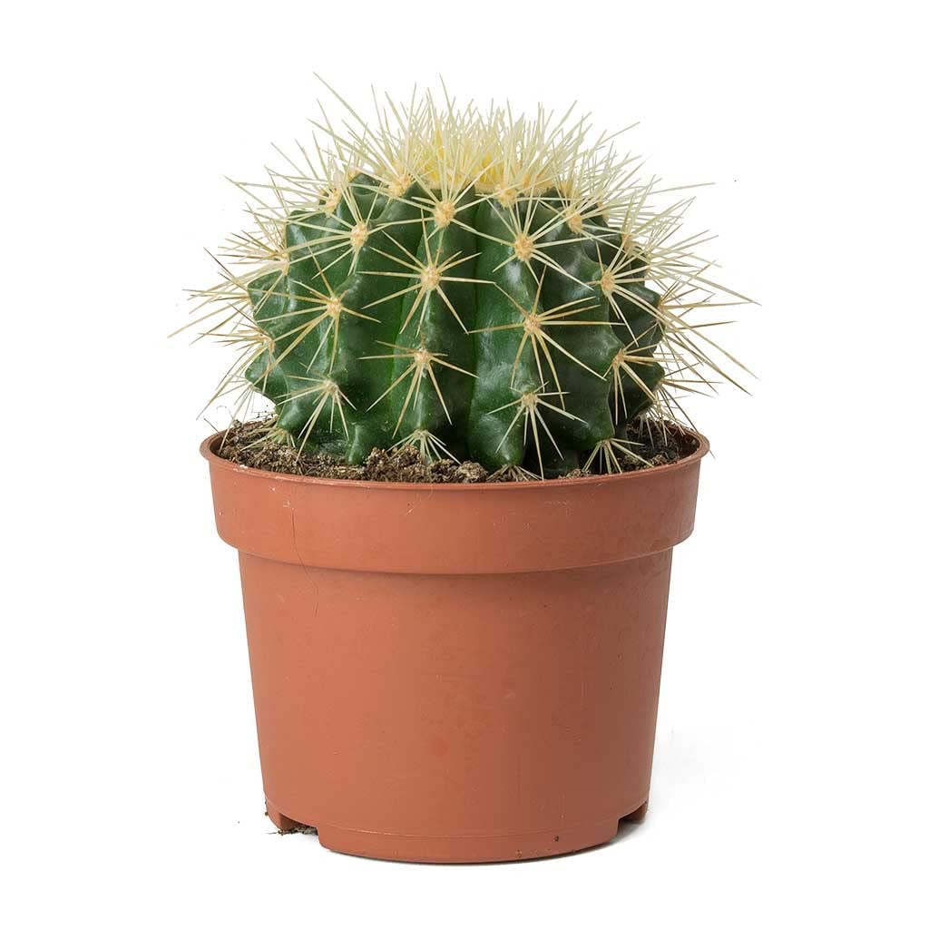 See full amazon price history chart for Guruji Plantation Ball Cactus Plant Indoor Plant For Home and Garden with Pot (Pack of 1) (Green) Guruji Plantation Ball Cactus Plant Indoor Plant For Home and Garden with Pot (Pack of 1) (Green) (B0BNHM3822) Amazon Price History, Amazon Price Tracker