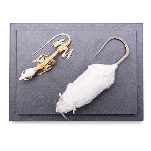 Image of 3B Scientific GmbH T310011 Mouse and Mouse Skeletons in Show case