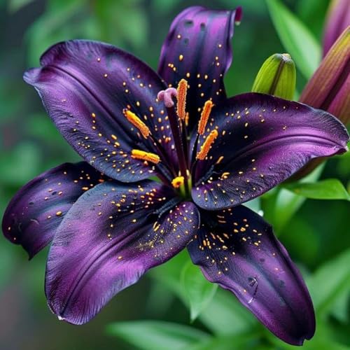 Sfuso Giglio bulbi,piante erbacee Resistenti perenni,bulbi da fiore a fioritura,adatti per la semina immediata,Giglio pianta vera(non artificiali)-8 Bulbi-I