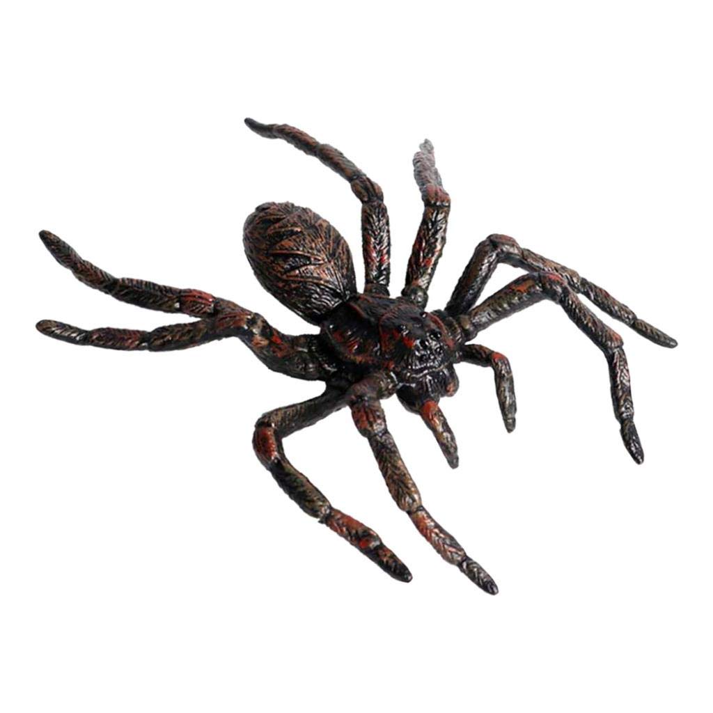 Amazon.co.jp: #N/A リアル 蜘蛛 クモ 昆虫モデル アクション