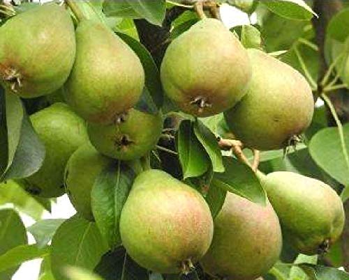 4 Fresh Stem Cuttings From Kieffer Pear Trees For Propagation - Cold Hardy #TOP1