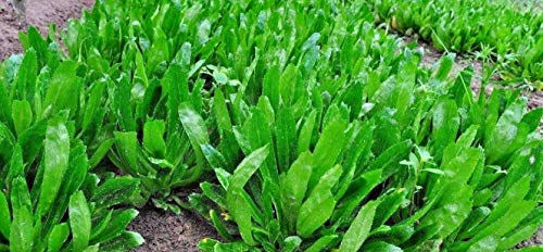 Semi di GERMINAZIONE: 50 Recao culantro Graines forPHO FLORIDE Nein Thaïlande 30 JST 4 Tage Tage warten angebaut:Seeds