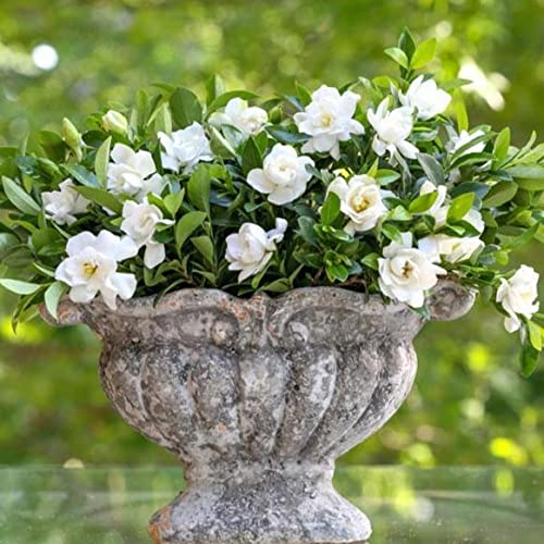 Jubilation Gardenia Flower Seeds For Home Lawn Garden - 25 Pcs - Grow Year Round