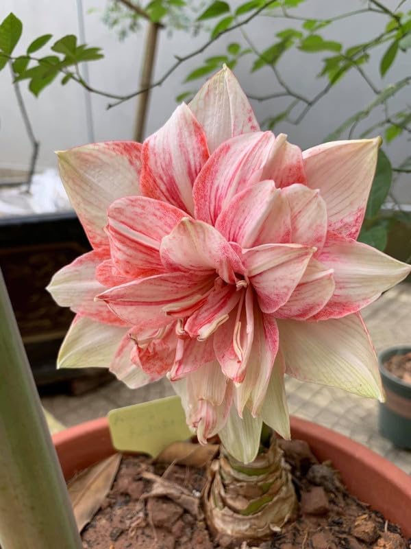 SVG® Imported Double Amaryllis Lily Flower Bulbs for Planting and Gardening, Pack Of 5 Bulbs (Red & Cream)