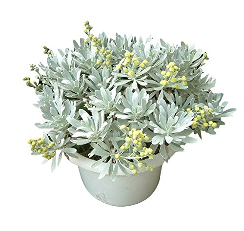 Futaba Ground-Cover Chinese Crossostephium Seeds - 120 Pcs