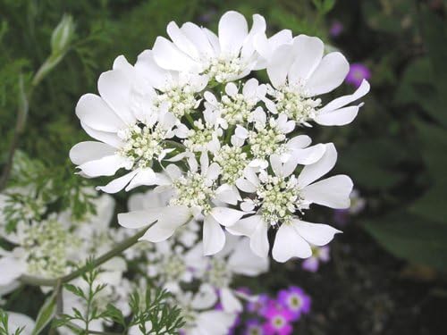 Amazon 宿根草まとめ買い オルラヤ グランディフローラ ホワイトレース 10 5センチポット 苗セット Diy 工具 ガーデン