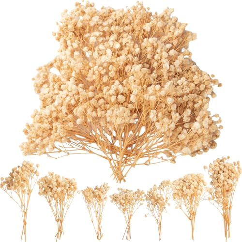 LAUMOE 50 unidades de gypsophila secas naturais, flores secas para artesanato, flores secas, pequenas gypsophilas, cor branca, seleção manual, aproximadamente 13 cm, para trabalhos manuais,