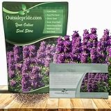 Outsidepride Lemon Bee Balm Seeds - 5000 Pcs Annual, Easy to Grow & Pollinator Friendly Monarda Citriodora Flower Seeds for Planting Fragrant Lavender Pink Blooms, Ideal for Teas & Potpourri