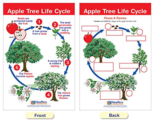 Newpath Learning Life Cycles Bulletin Board Charts, Set/8 - Laminated, Double-Sided, Full-Color, 12" X 18" (94-1504) #TOP4