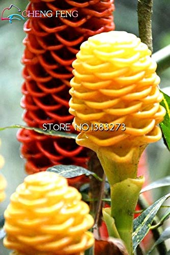 ShopMeeko GRAINES: 100pcs Ruche plantes gingembre biologique très savoureux Nutritive Heathly bonsaïs Accueil Jardinage BRICOLAGE: Violet Cover