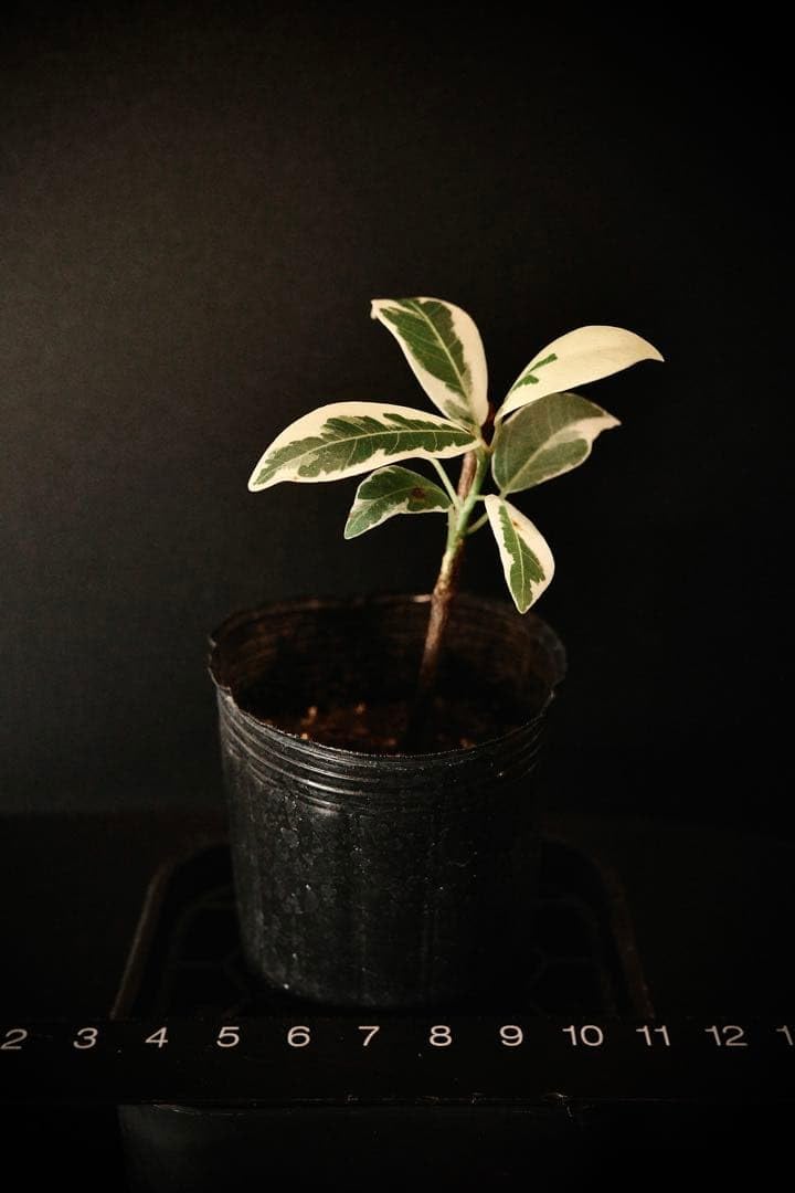 Amazon｜発根済み斑入りガジュマル｜観葉植物 オンライン通販