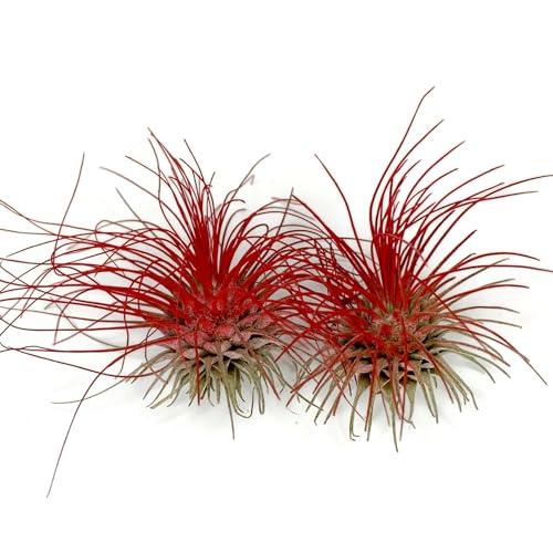 Image of Thin Air Plant, Guatemala Tillandsia Live Airplant, Healthy Arrival Guaranteed, Great Indoor Plant, Home Decor & Gift (2 Red)