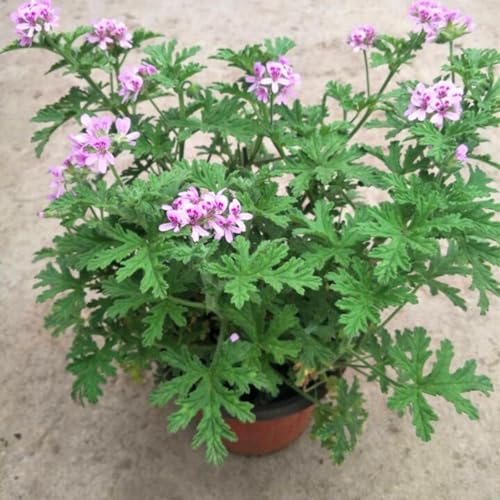 Pack 4 of Citronella Plants for Outside, Live Citronella Geranium