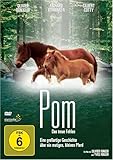  Pom - Das treue Fohlen